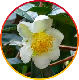 Camellia Sinensis